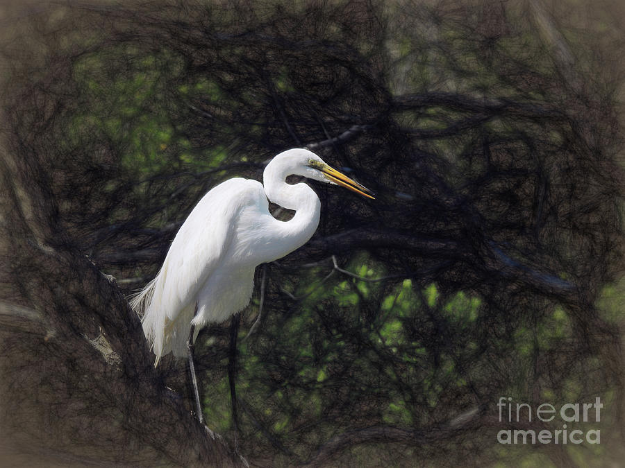 The Great White Egret #2 Photograph by Scott Cameron