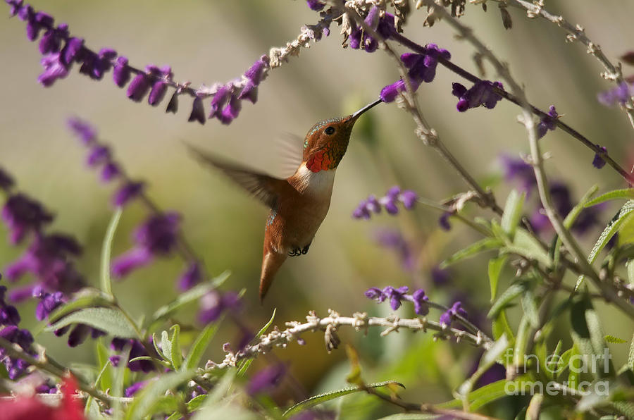 The Hummingbird #2 Photograph by Marc Bittan