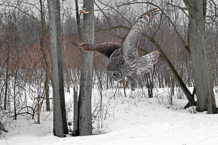 The Hunting Great Gray Owl #3 Photograph by Asbed Iskedjian