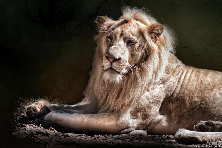 The King #2 Photograph by Debra Forand