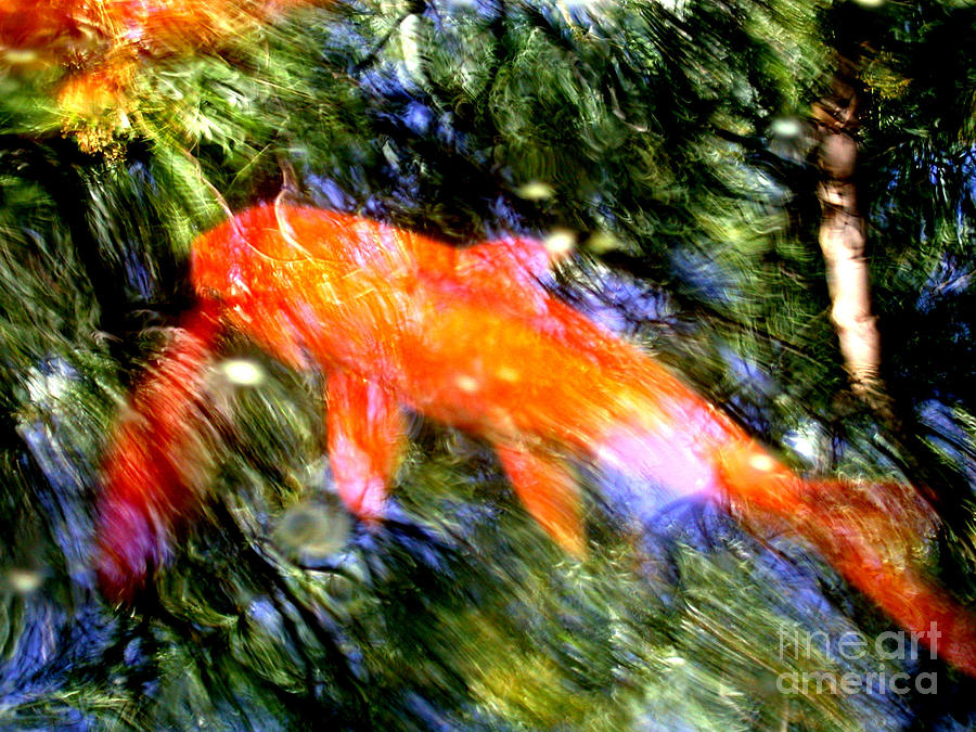 The Koi Pond #2 Photograph by Marc Bittan