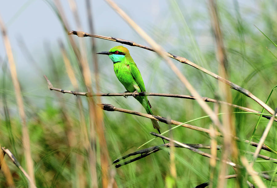 The Little Green Bird Photograph by Srijan Roy Choudhury