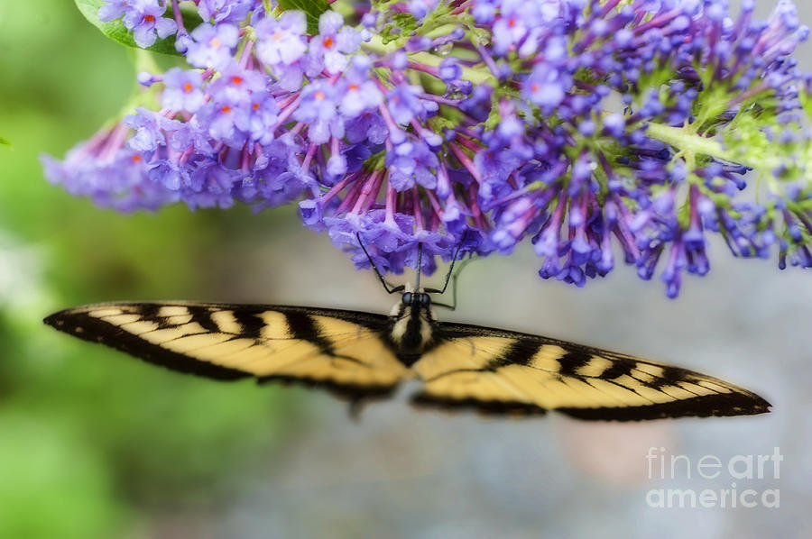 Tiger Swallowtail feeding on flower Photograph by Dan Friend