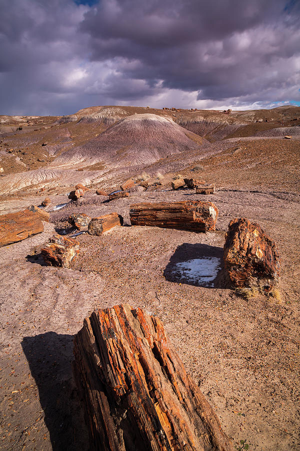 The Petrified Forest National Park Photograph by Jon Manjeot - Fine Art ...