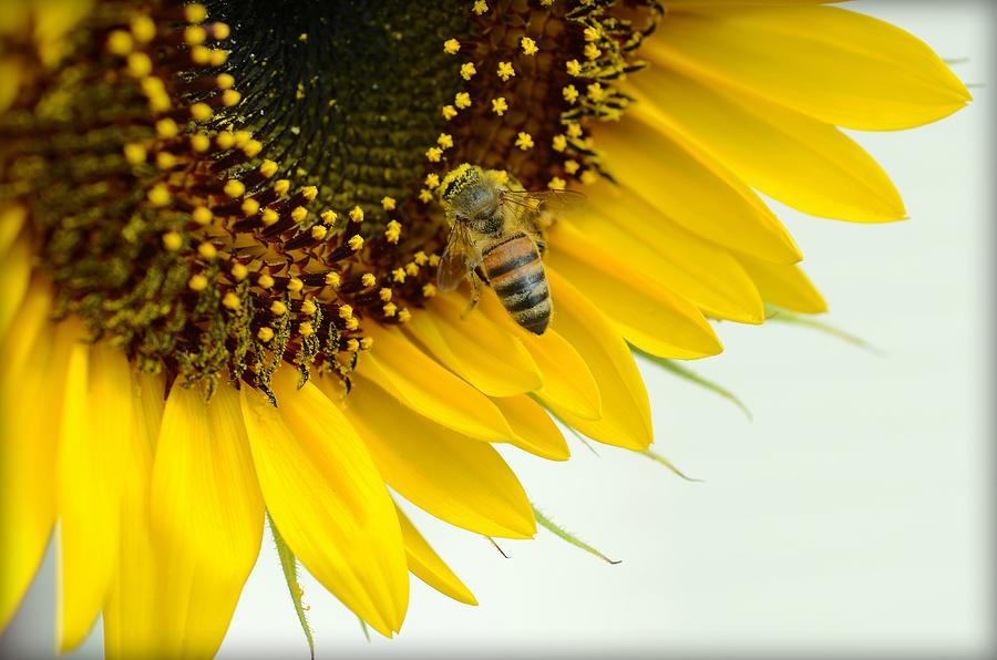 The Pollinator #2 Photograph by Fraida Gutovich