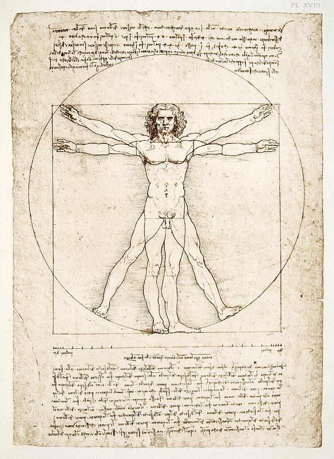 Leonardo Da Vinci Painting - The Proportions of the human figure by Leonardo Da Vinci