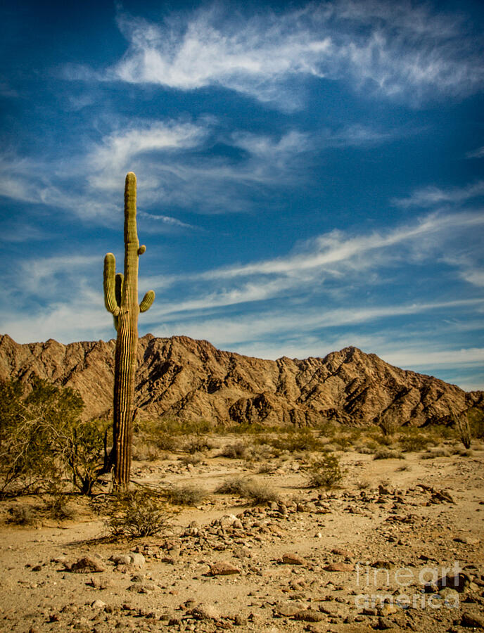 The Saguaro #2 Photograph by Robert Bales