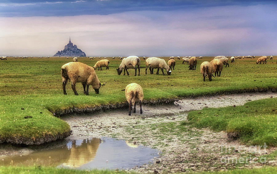 The sheep of Mont Saint Michel by Dominique Guillaume The sheep of Mont Saint Michel by Dominique Guillaume
