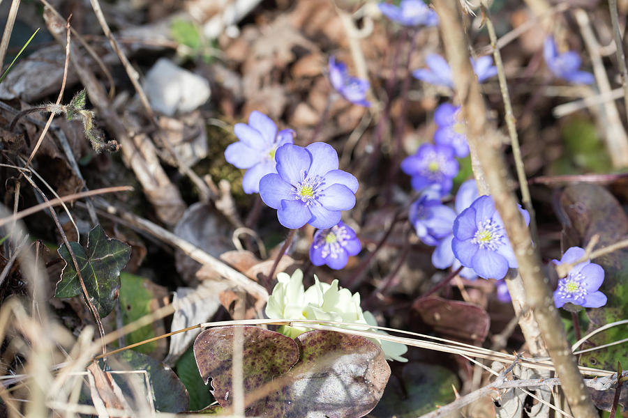 The Spring Is Coming. The First Flowers. Photograph