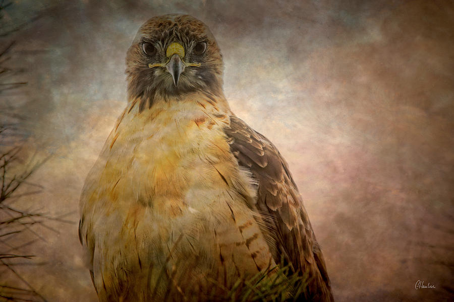 Hawk Photograph - The Stare Down #2 by Christine Hauber