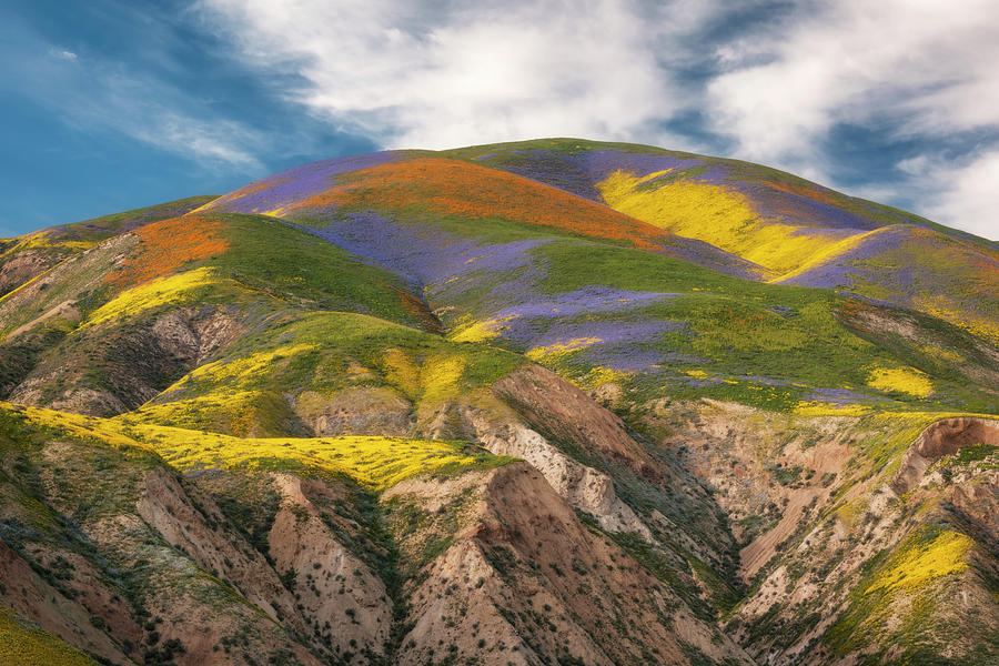 Spring Photograph - The super spring bloom of wildflowers on the Temblor Range. #3 by Larry Geddis