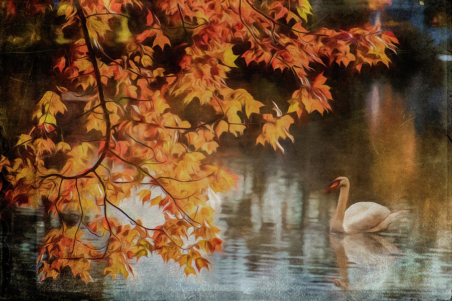 The Swan #2 Photograph by Cathy Kovarik