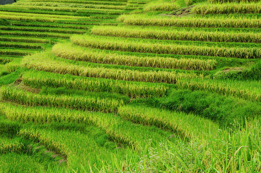 The terraced fields scenery in autumn #2 Photograph by Carl Ning