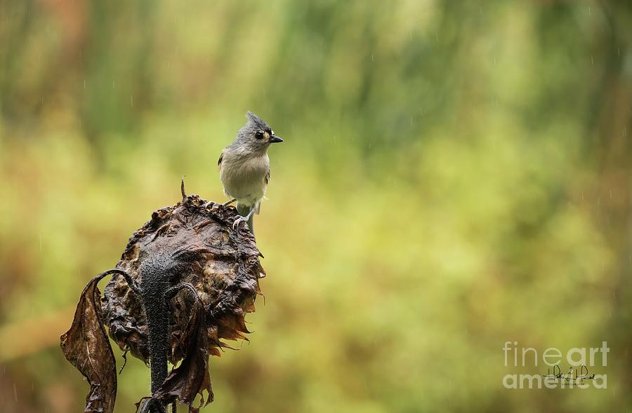 The Tufted Titmouse #2 Photograph by Heather Hubbard