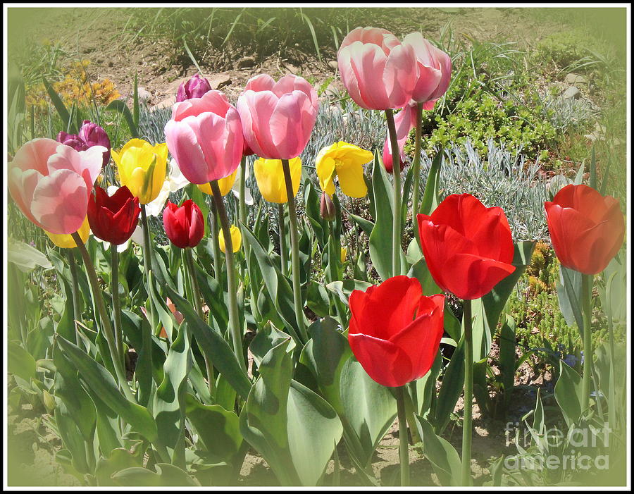 The Tulip Garden Photograph by Dora Sofia Caputo