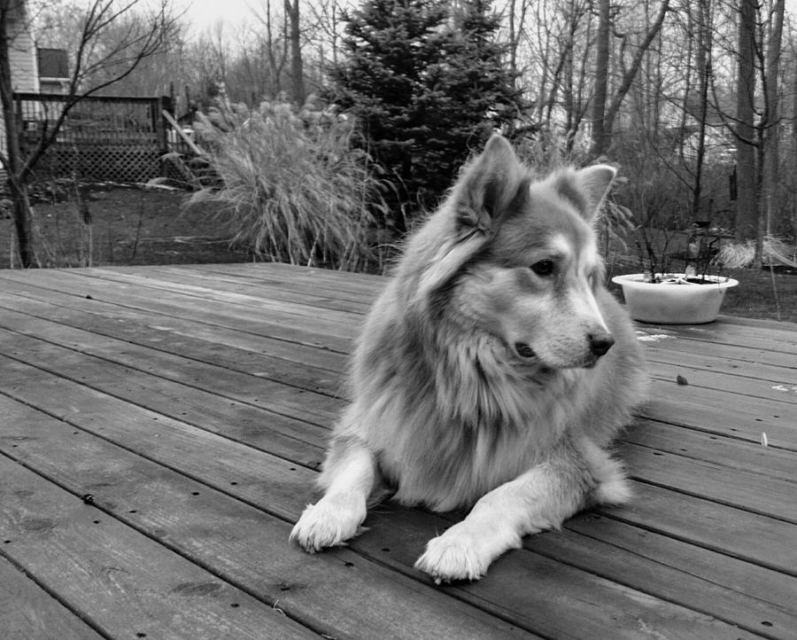 The Wonder Dog #2 Photograph by Brad Nellis