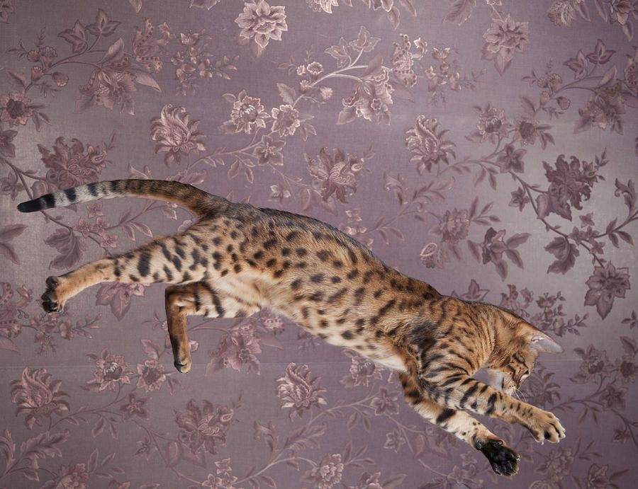 The young Bengal Cat jumping. Photograph by Alex Potemkin