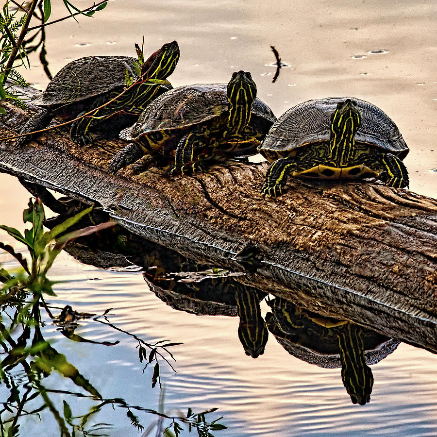 Turtle Photograph - Threes a Crowd #1 by Priscilla Burgers