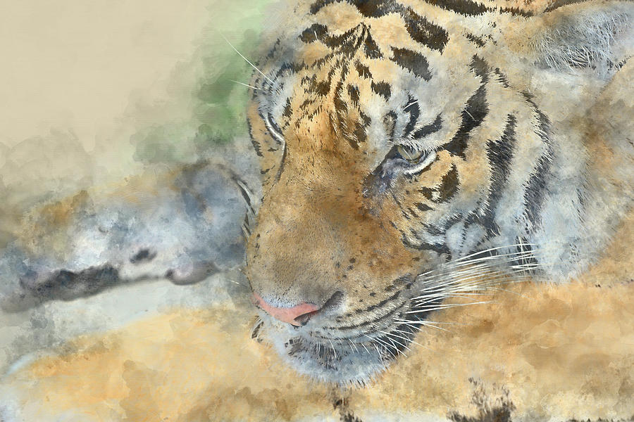 Tiger Close Up - Digital Art Watercolor #2 Photograph by Brandon Bourdages