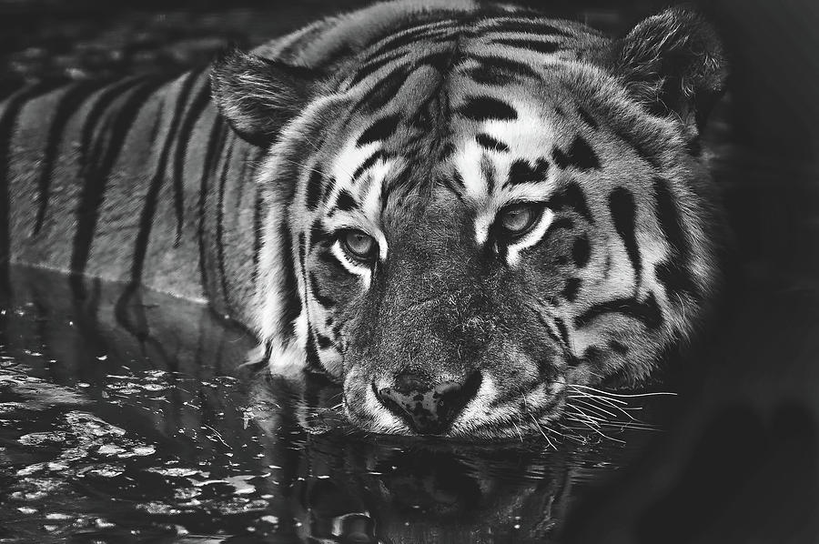 Tiger In Water Photograph by Mountain Dreams - Pixels