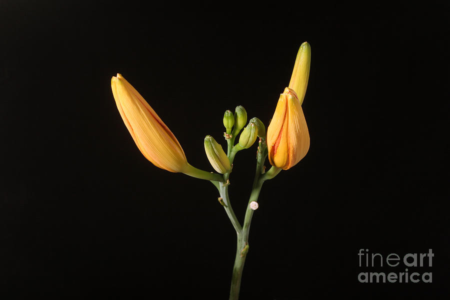 Tiger Lily Flower Opening Part #2 Photograph by Ted Kinsman