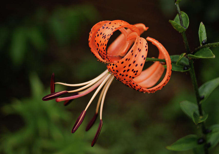Lily Photograph - Tiger Lily #2 by Sandy Keeton