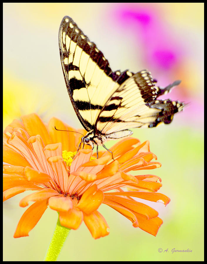 Tiger Swallowtail Butterfly on Zinnia Flower #2 Photograph by A Macarthur Gurmankin