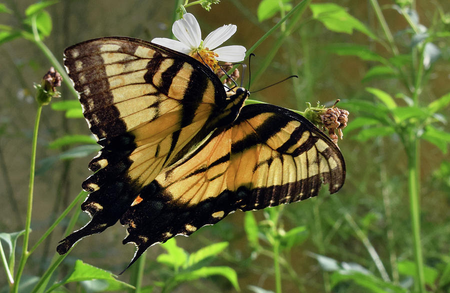 Tiger Swallowtail #2 Photograph by Larah McElroy