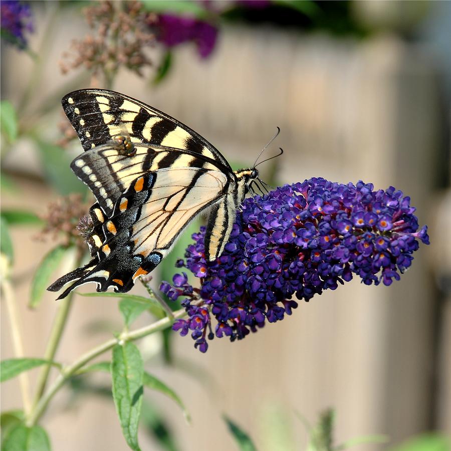Butterfly Photograph - Tiger Swallowtail #2 by Paul Gavin