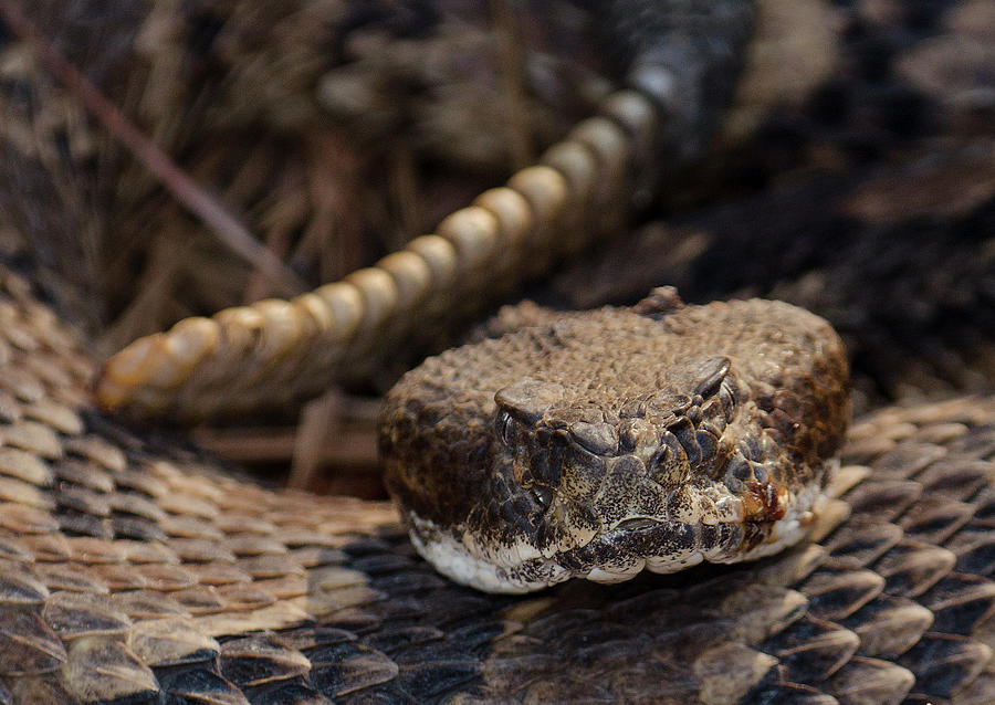 Nature Photograph - Timber Rattlesnake 1, Crotalus Horridus, North Carolina, Photographic Print by Eric Abernethy
