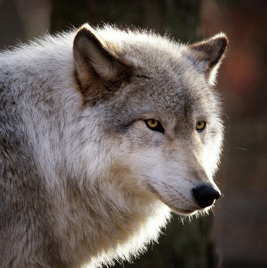 Timber Wolf #2 Photograph by Gay Raab - Fine Art America