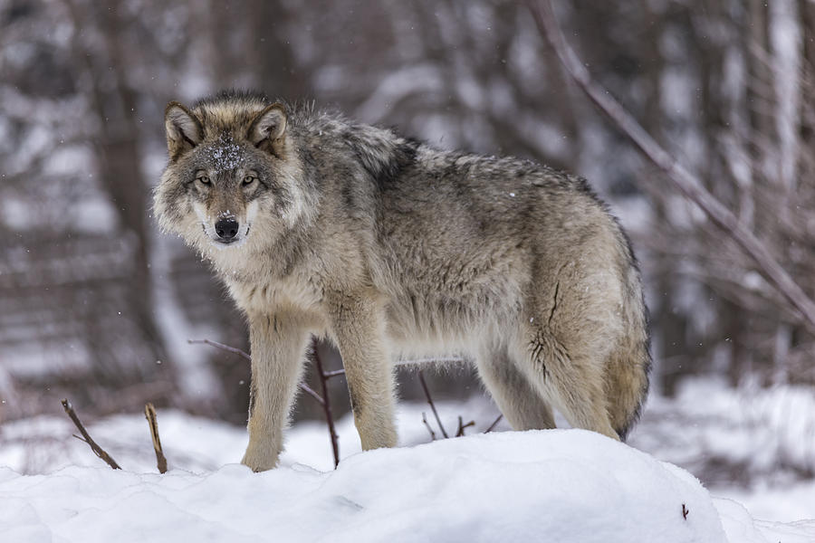 Up Movie Photograph - Timber wolf in winter #2 by Josef Pittner