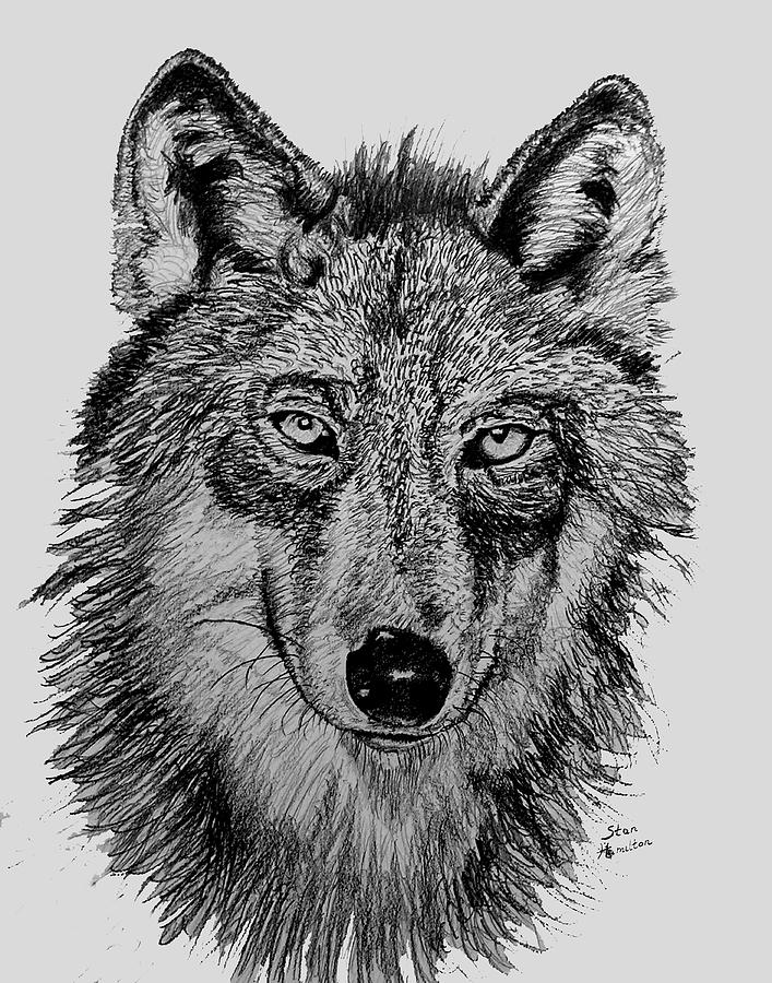 Timber Wolf #2 Drawing by Stan Hamilton