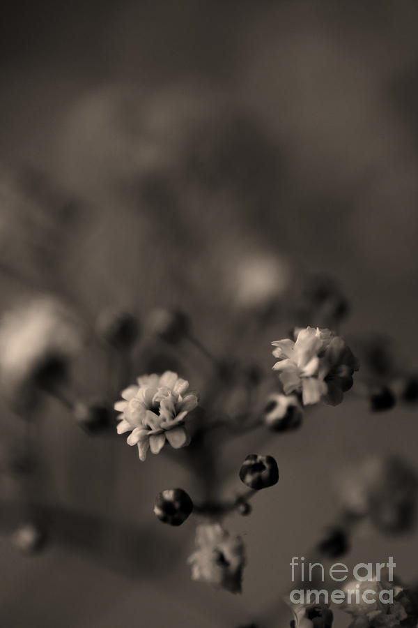 Tiny flower heads #1 Photograph by Clayton Bastiani