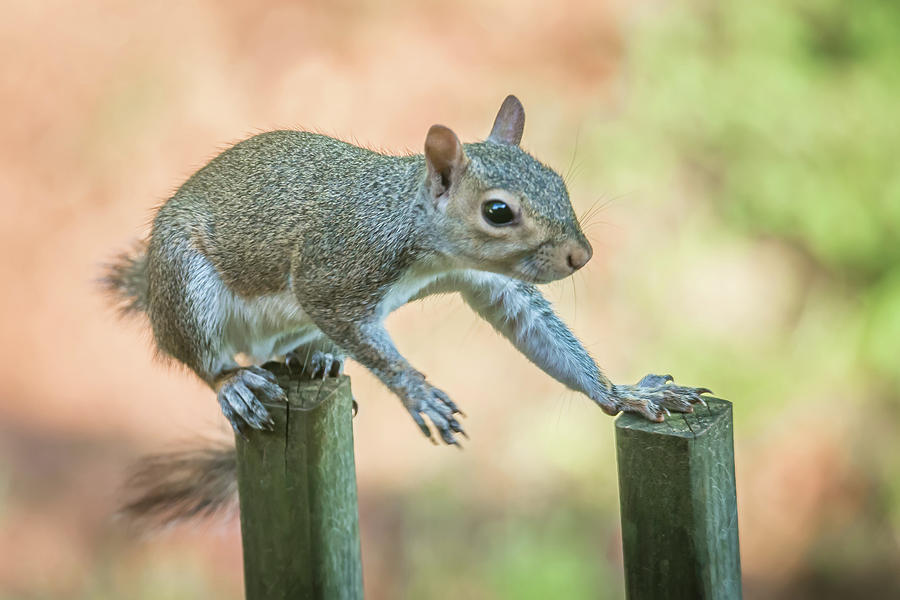 Tiny Squirrel On A Fence #2 Photograph by Alex Grichenko