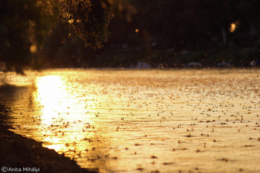 Sunset Photograph - Tisza Mayflies #2 by Thubakabra