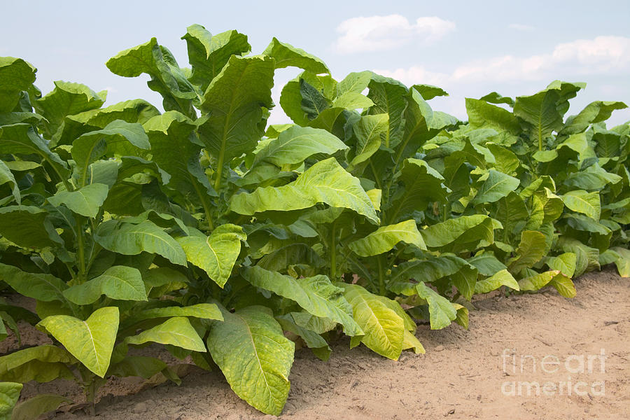 Farm Photograph - Tobacco Field #2 by Inga Spence