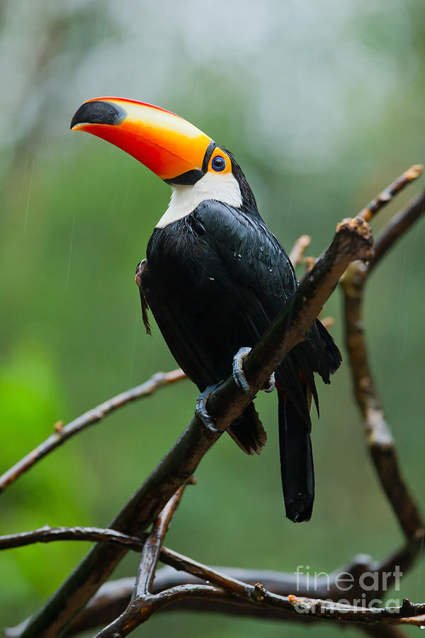 Toco Toucan #2 Photograph by B.G. Thomson