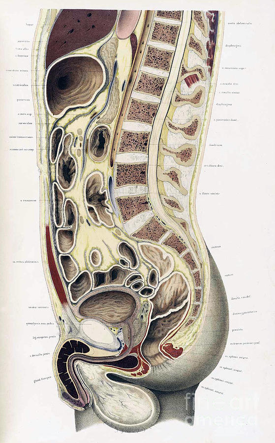 Topographisch-anatomischer, Braune, 1872 #2 Photograph by Science Source