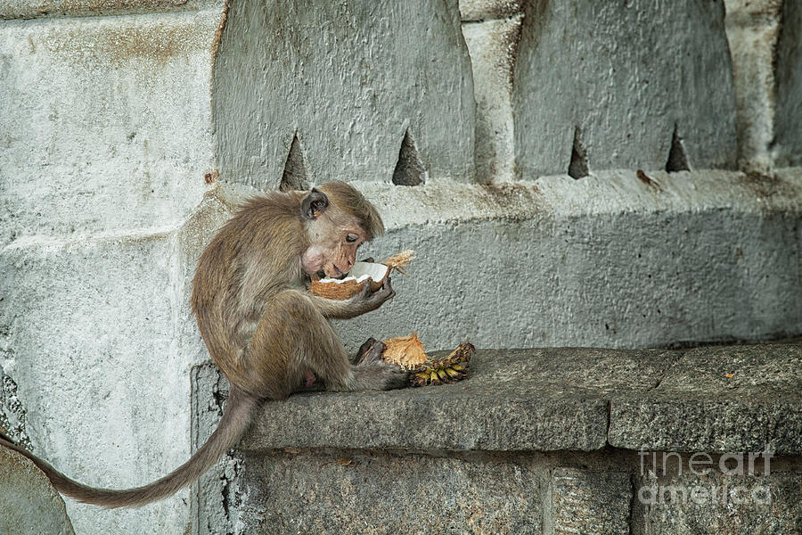 Wildlife Photograph - Toque macaque by Patricia Hofmeester