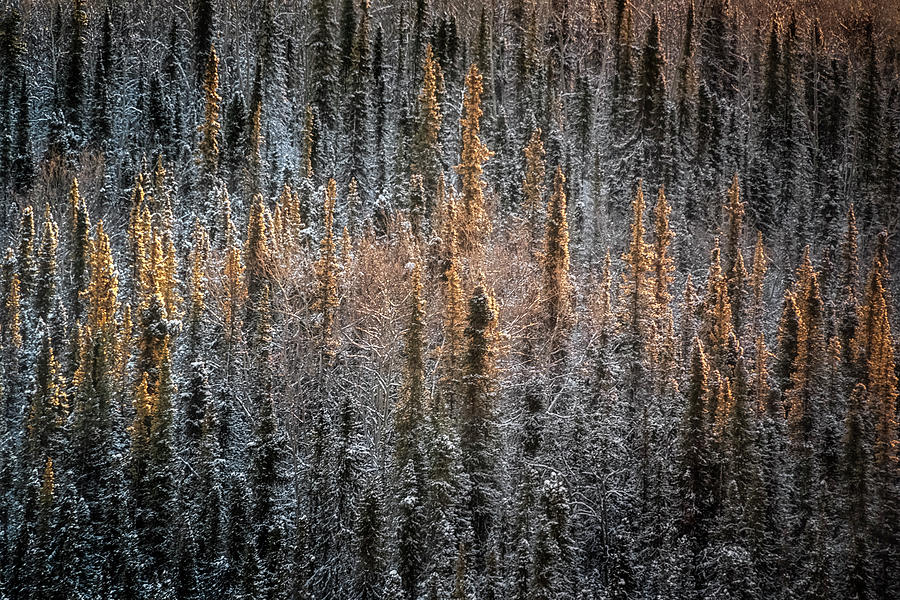 Touch Of Winter #2 Photograph by Robert Fawcett