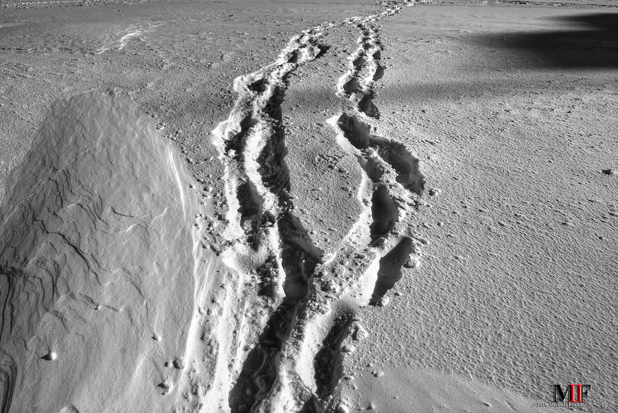 Tracks In The Snow Photograph