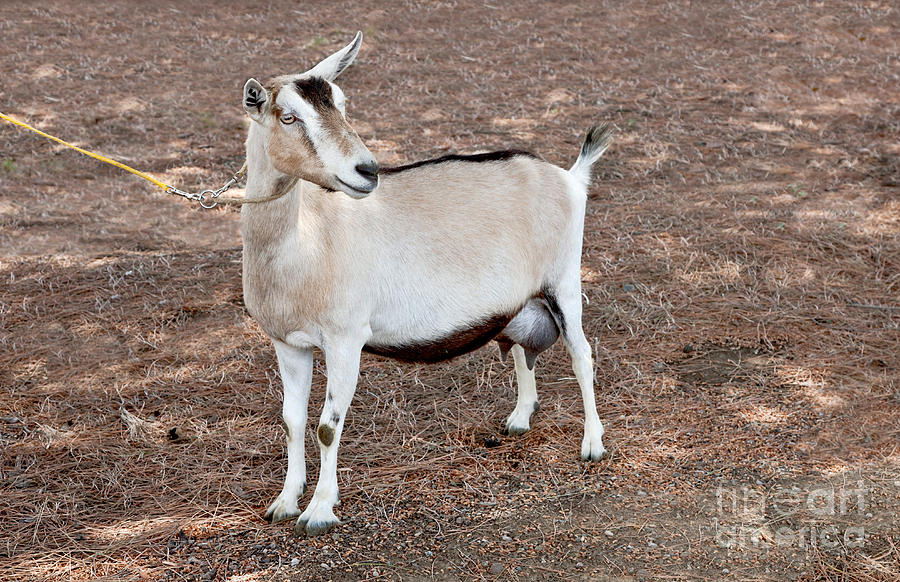 Transgenic Goat #2 Photograph by Inga Spence
