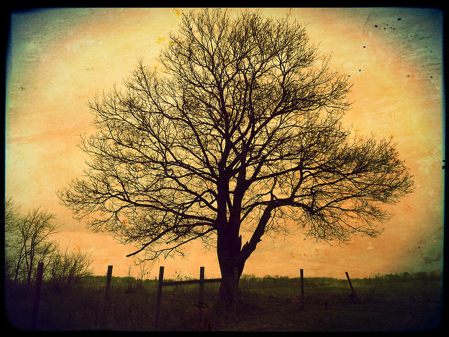 Tree and Fence by Michael L Kimble Tree and Fence by Michael L Kimble