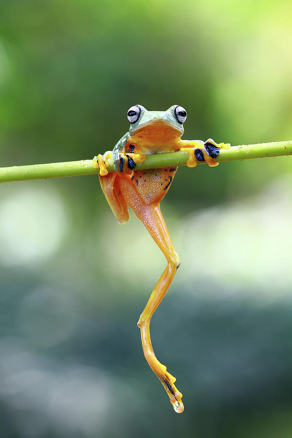 Tree frog sitting on branch Photograph by Kurit Afsheen - Fine Art America