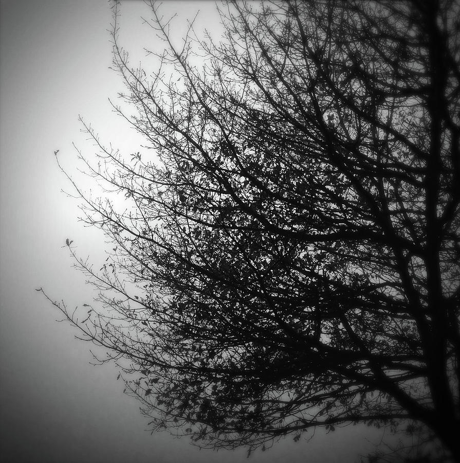 Black And White Photograph - Tree in fog #2 by Les Cunliffe