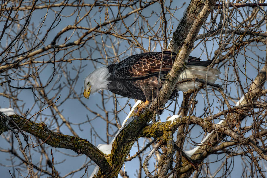 Tree Top Eagle #2 Photograph by Ray Congrove