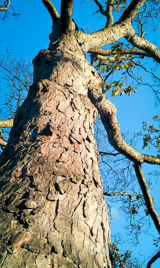 Tree trunk #2 Photograph by Tom Gowanlock