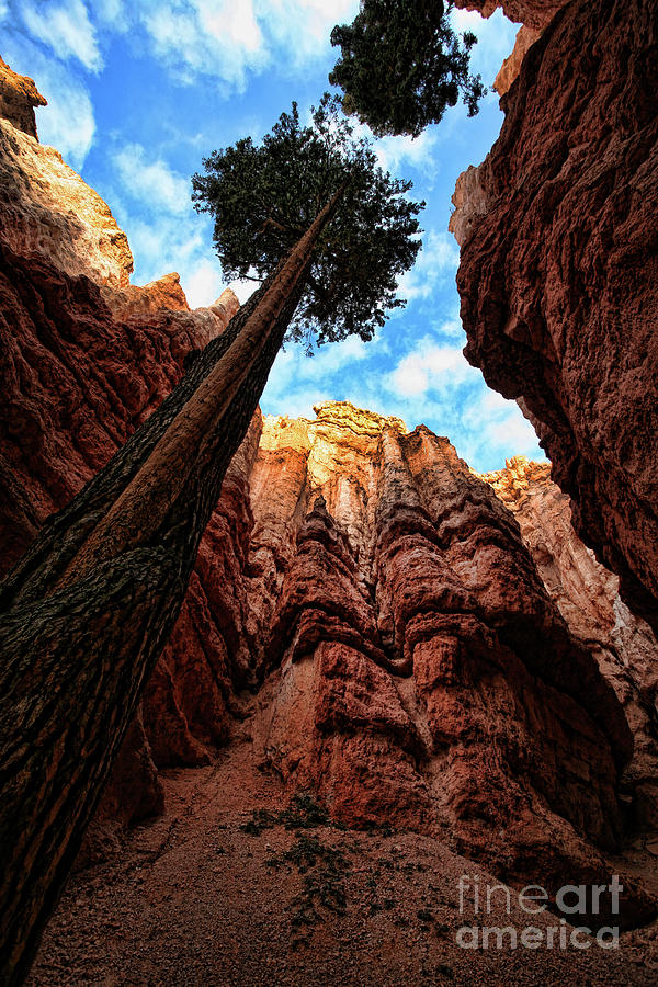 Bryce Canyon Utah  #1 Photograph by Chuck Kuhn
