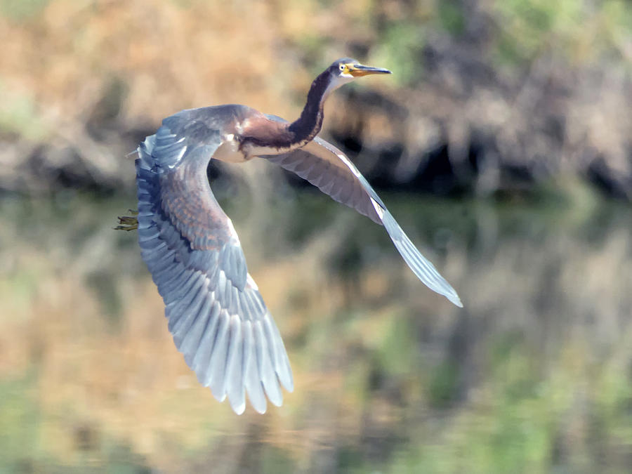 Tricolored Heron in Flight #3 Photograph by Tam Ryan